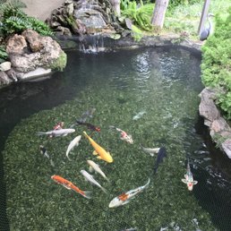 Koi Fish In Pond From Top View