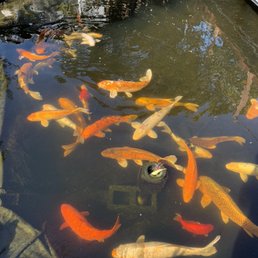 Koi Fish In Small Pond