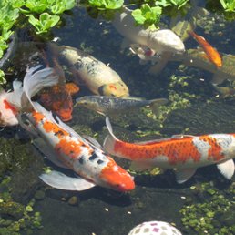Different Koi Fish in Pond