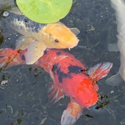 Two Koi Fishes In Pond
