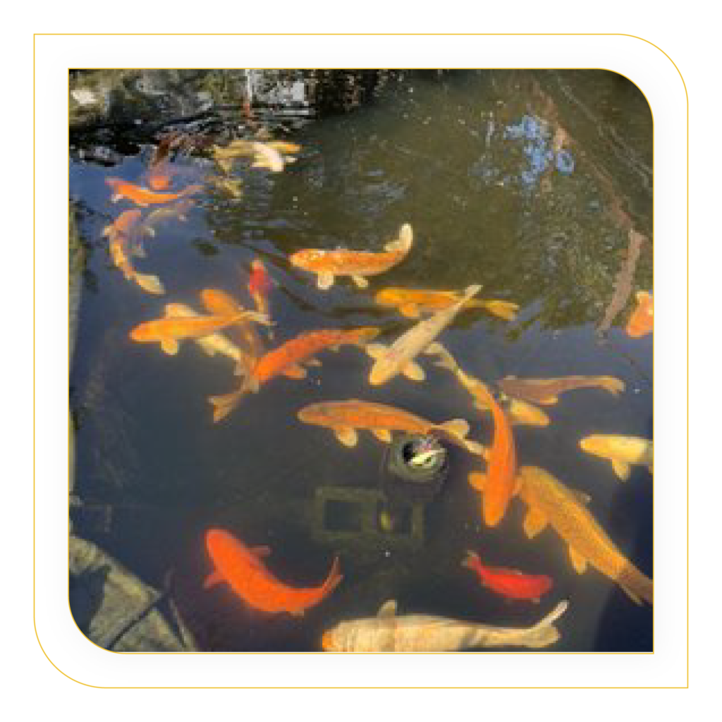 Fishes In Small Pond