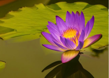 Water Lily