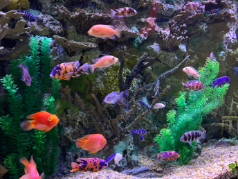 Fishes in the Tank