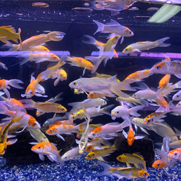 Koi Fishes Inside the Aquarium